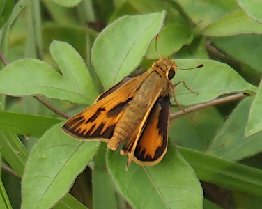 [A top-down view of the butterfly perched on a green leaves. The outer bright orange-yellow wings are out to the side and rimmed with dark brown. The upper wings are nearly at right angles to the lower wings and appear to have less brown at the edges. The fully-visible body is yellow brown with some brown sots. The antenna are yellow with orange brown tips.]